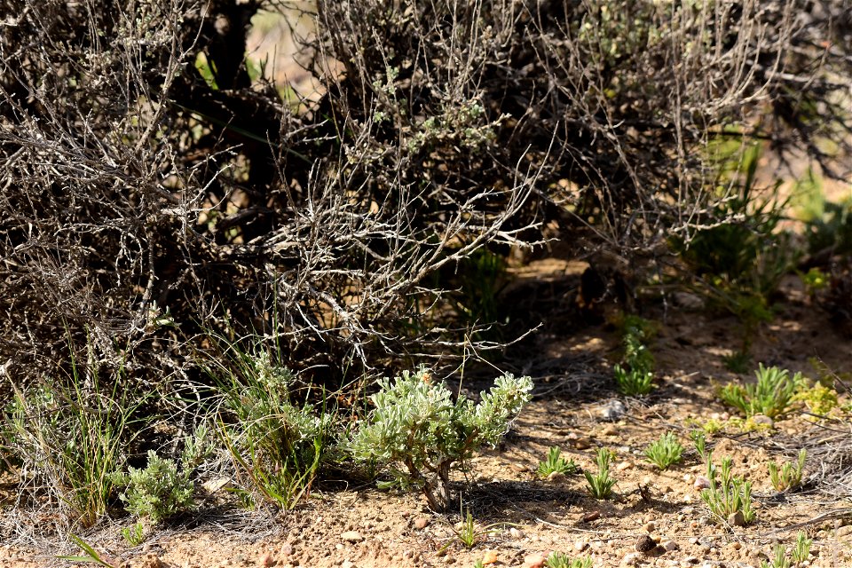 Wyoming big sagebrush (Artemesia tridentata var. wyomingensis) at Seedskadee National Wildlife Refuge