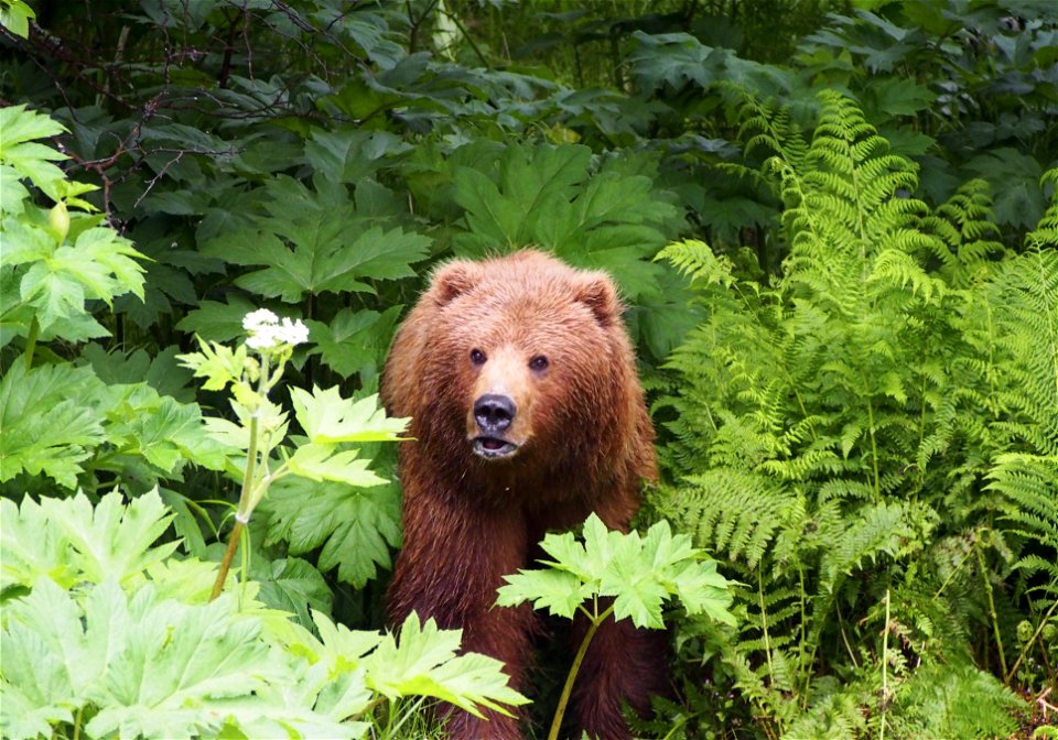 Bear in the brush