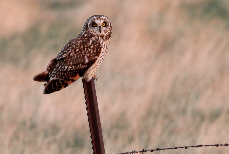 Short-eared Owl Huron Wetland Management District