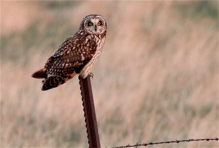 Short-eared Owl Huron Wetland Management District