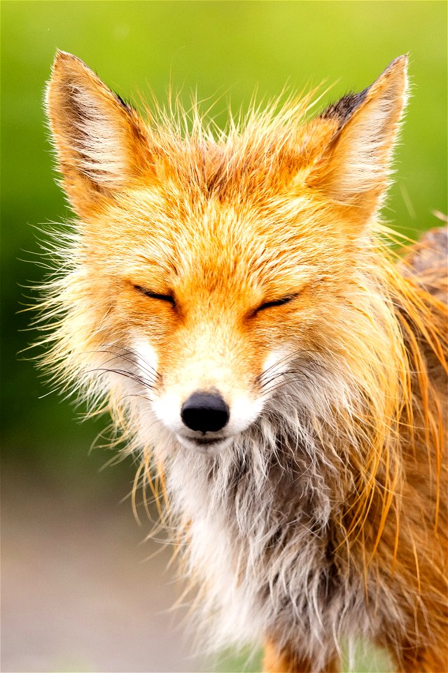 Red fox in the rain