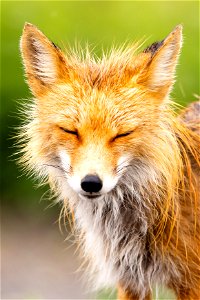 Red fox in the rain photo