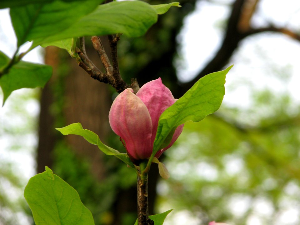 Cismigiu2009_0421_170926