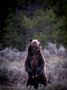 grizzly bear #399 and cub of the year emerge from hibernation on May 16, 2023 - 11 photo