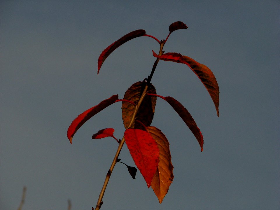 toamna2009_1127_091237
