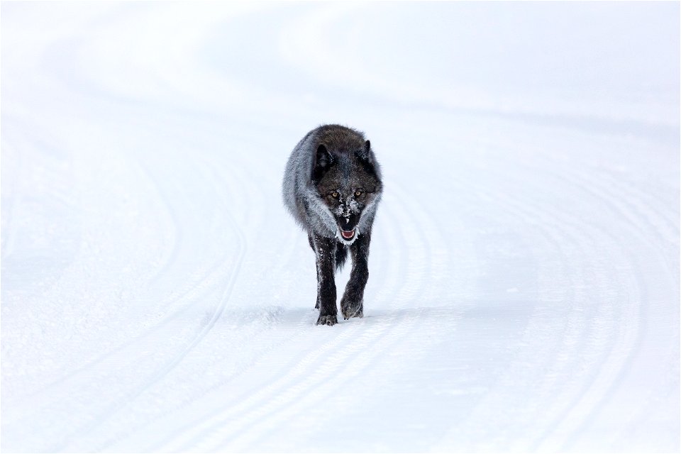 A single female wolf traveling on the winter groomed road (2)