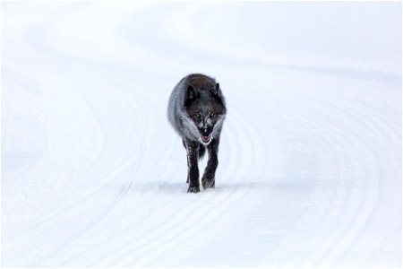 A single female wolf traveling on the winter groomed road (2) photo
