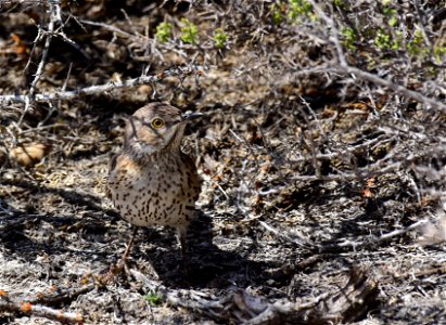 Sage thrasher at Seedskadee National Wildlife Refuge