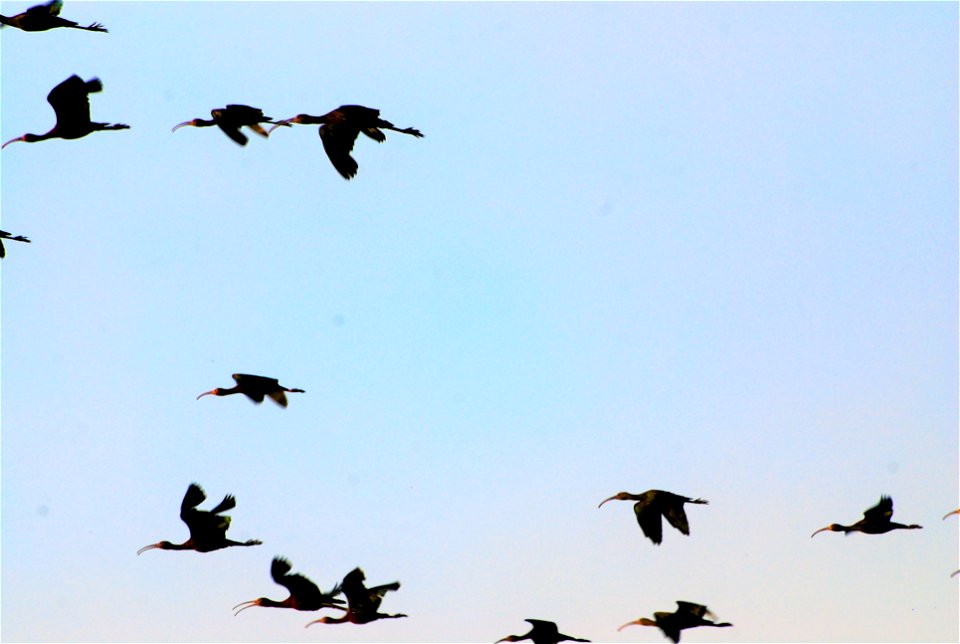 White-faced ibis flock