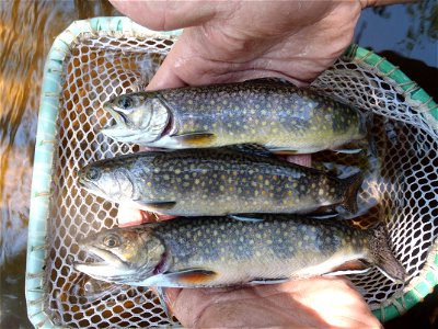 Brook Trout