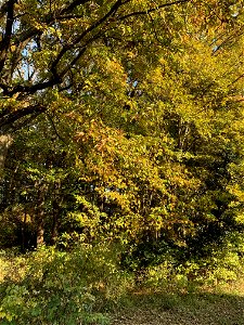 Maesawa, Higashikurume-shi in November