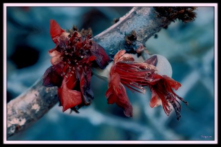 There's Beauty in Decay photo