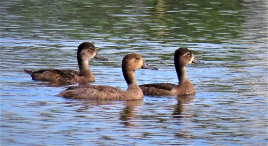 Redhead duck female, flanked by two female Ring-necked Ducks photo