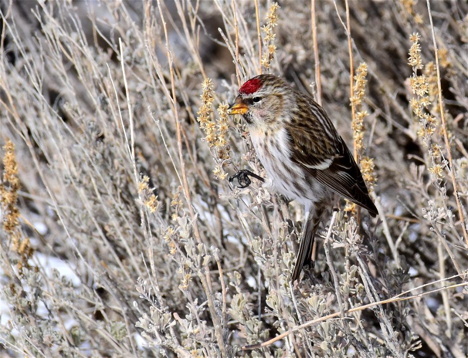 Common redpoll at Seedskadee National Wildlife Refuge