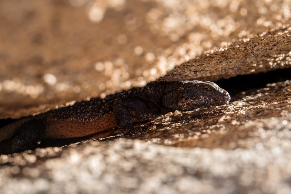 Chuckwalla in a Crevice photo