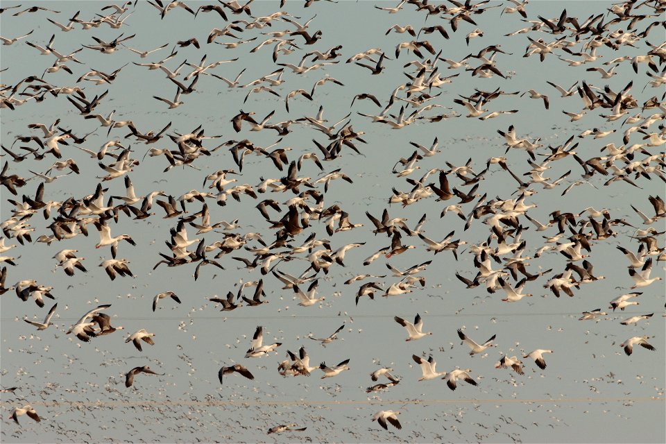 Spring Goose Migration Huron Wetland Management District South Dakota