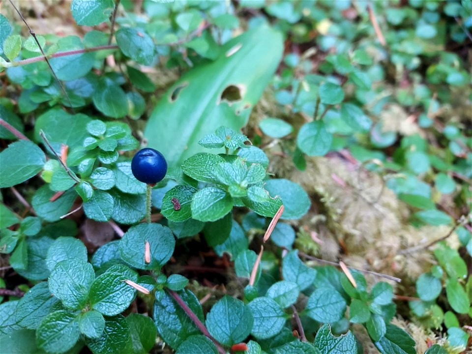 Queen's cup berry, Mt. Baker-Snoqualmie National Forest. Photo by Anne Vassar Aug. 10, 2021.