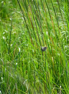 Sedge Wren on Lake Andes Wetland Management District South Dakota