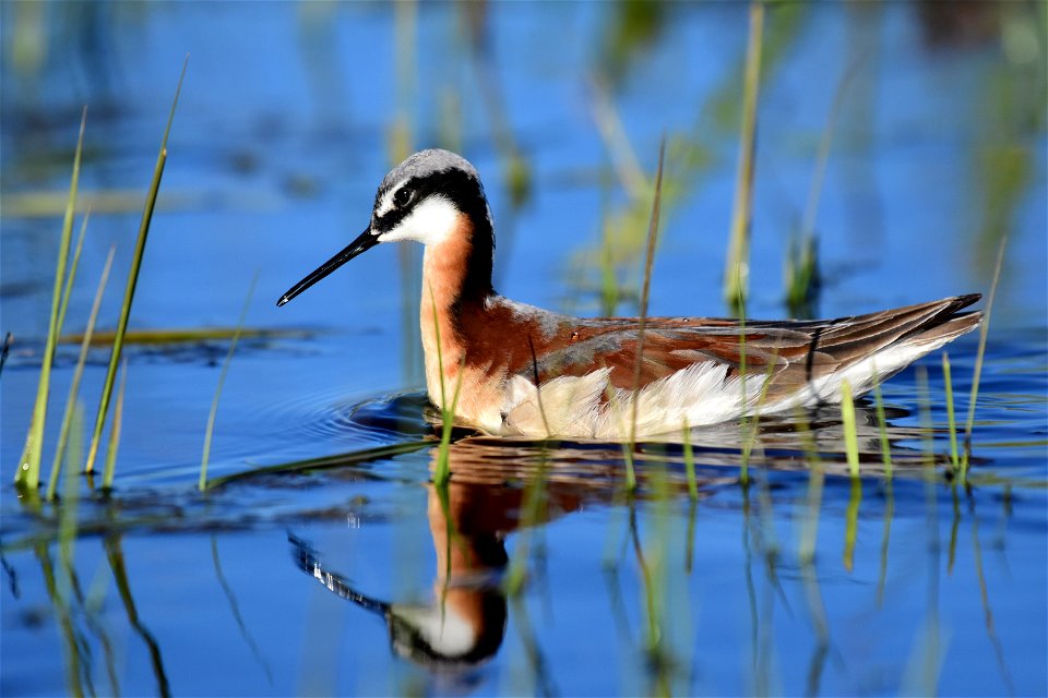 Wilson's phalarope at Seedskadee National Wildlife Refuge