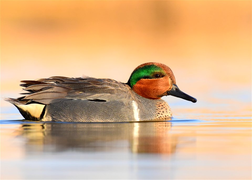 Green-winged teal at Seedskadee National Wildlife Refuge