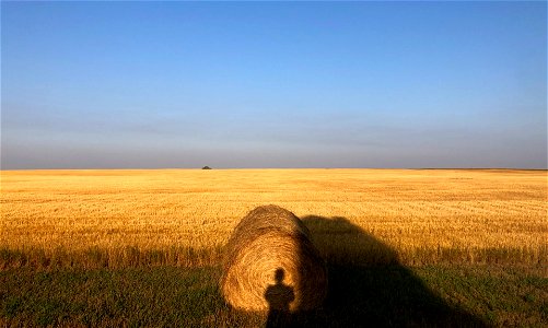 2022/365/237 Hay Selfie photo