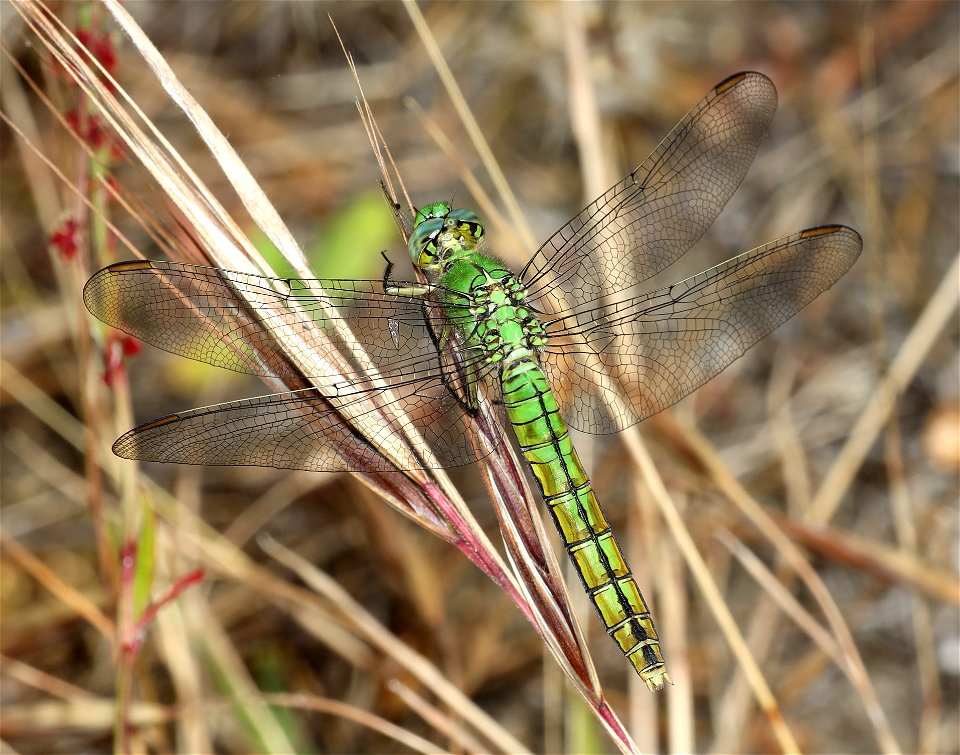 PONDHAWK, WESTERN (Erythemus collocata) (06-28-2022) female, tolowa dunes state park, del norte co, ca -01