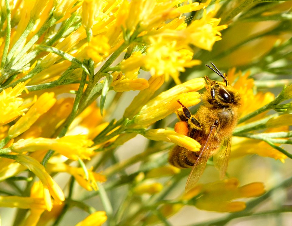 Western honeybee on rubbber rabbitbrush