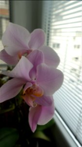 orchids-兰花_2023_0224_170615 photo