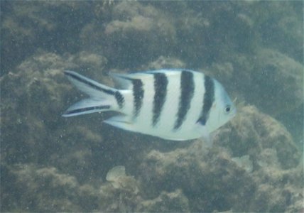 Abudefduf sexfasciatus 3