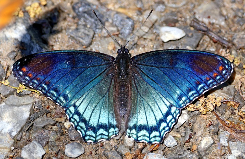 ADMIRAL, RED-SPOTTED (Limenitis arthenus astyanax) (05-04-2023) cades cove, great smoky mt nat park, blount co, tn -03