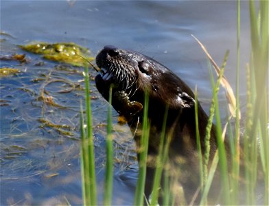 North American river otter at Seedskadee National Wildlife Refuge