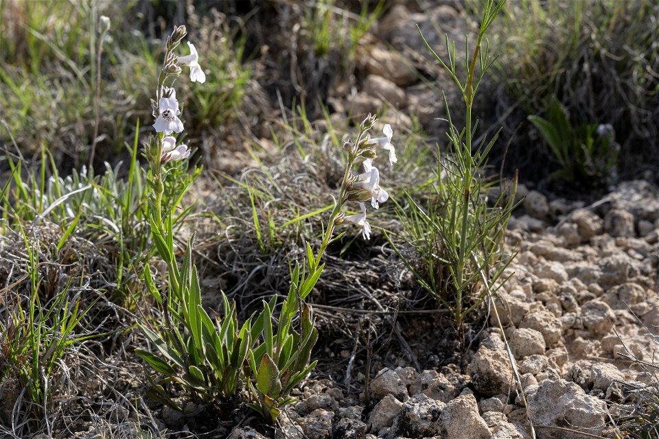 Penstemon albidus