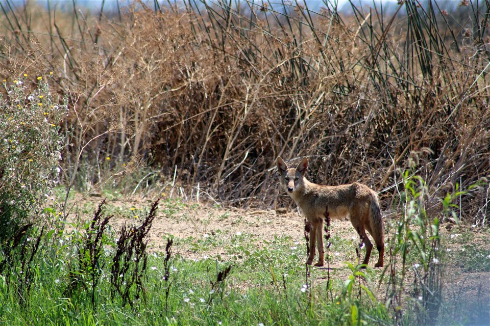 Coyote at the Sacramento National Wildlife Refuge. Credit: John Heil/USFWS
