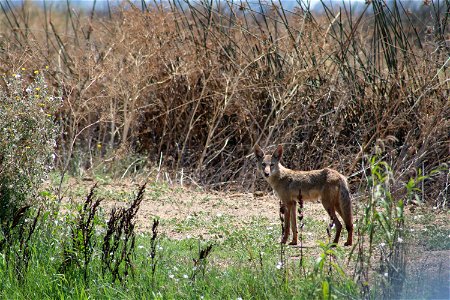 Coyote at the Sacramento National Wildlife Refuge. Credit: John Heil/USFWS