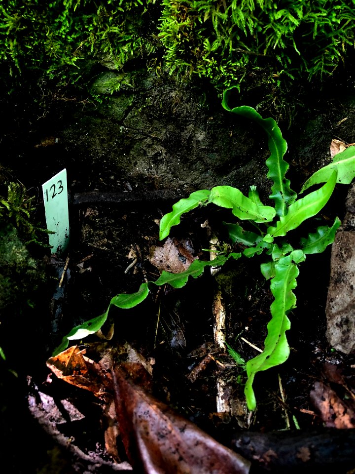 American hart's-tongue fern