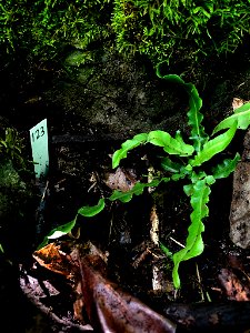 American hart's-tongue fern