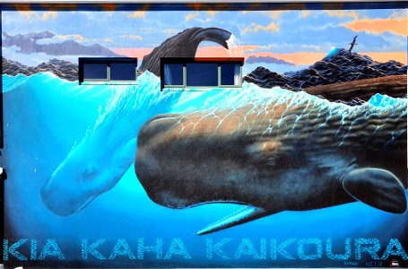 Sperm Whales Kaikoura NZ. photo