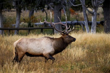 Bull elk during rut (1) photo