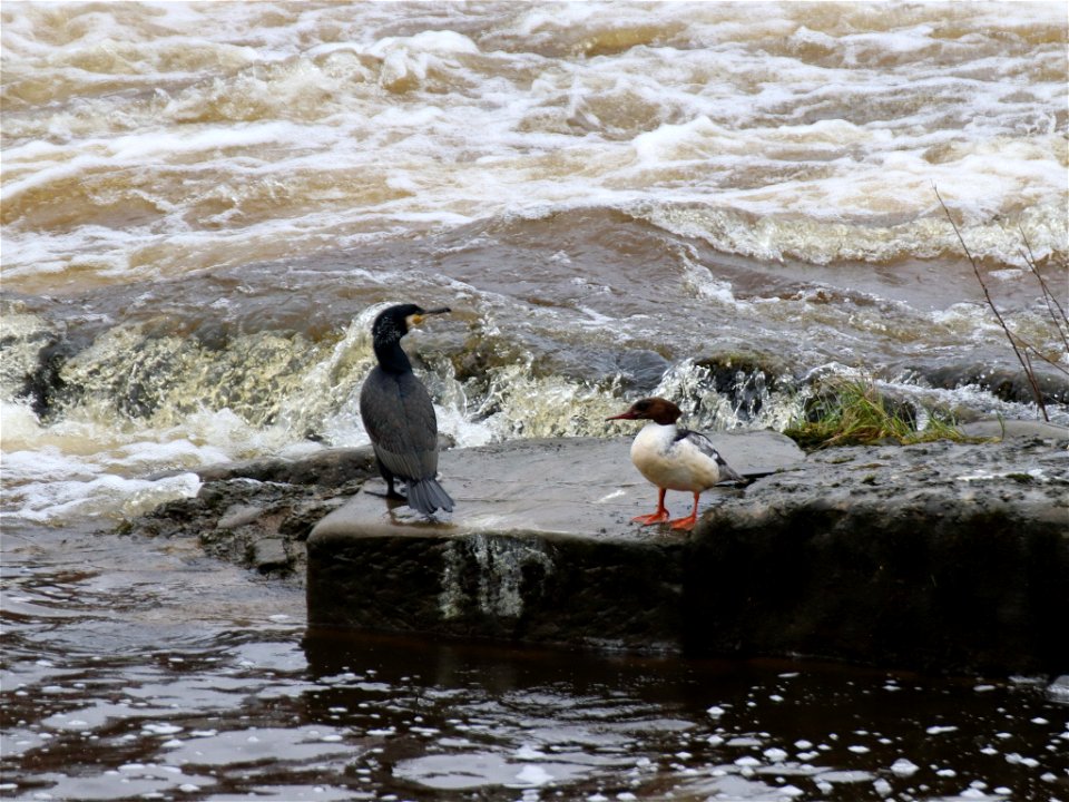 Cormorant and Goosander