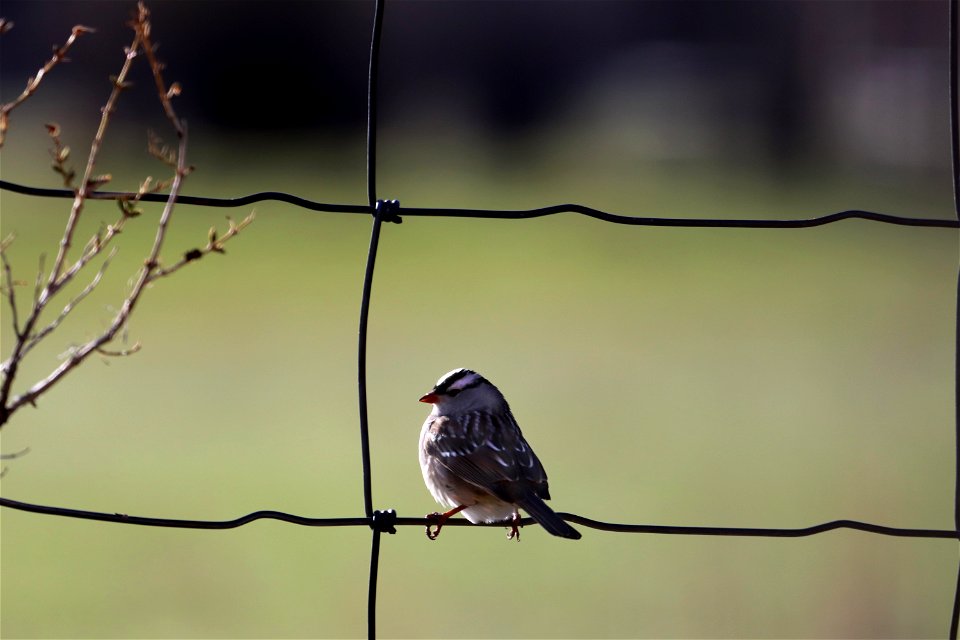 White-crowned sparrow on the National Elk Refuge