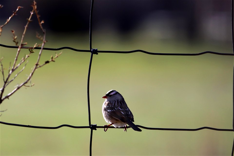 White-crowned sparrow on the National Elk Refuge photo