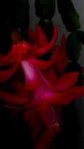 Christmas-cacti_2023_0208_151845