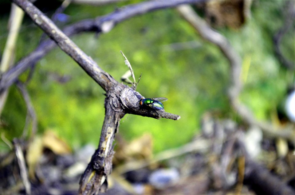 Green Bottle Fly