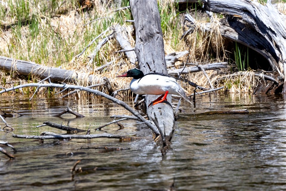 Common merganser (Mergus merganser) near Yellowstone Lake