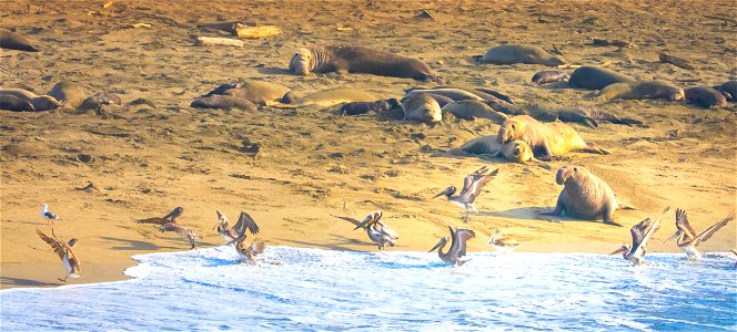 Elephant Seals chase Pelicans at Piedras Blancas photo