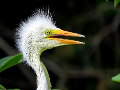 Great Egret chick photo