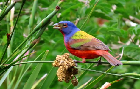 Painted Bunting photo