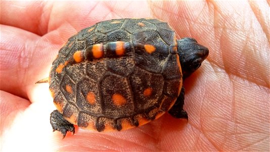 Baby Box Turtle photo