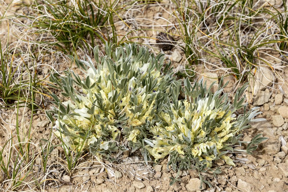 Astragalus gilviflorus