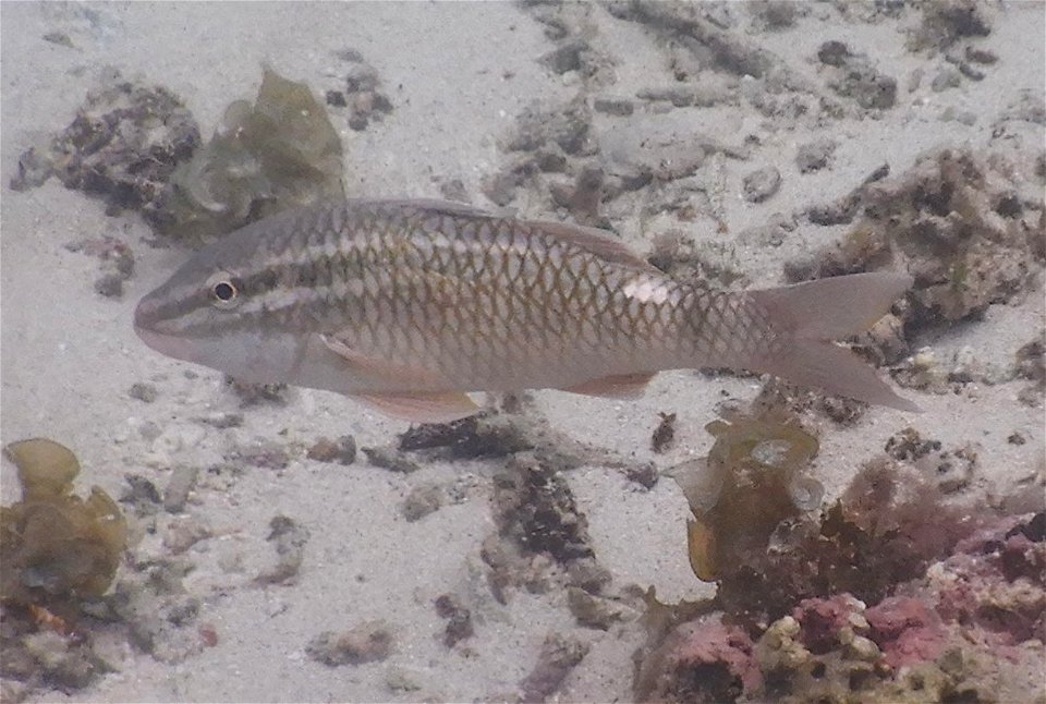 Apogon ventrifasciatus 1